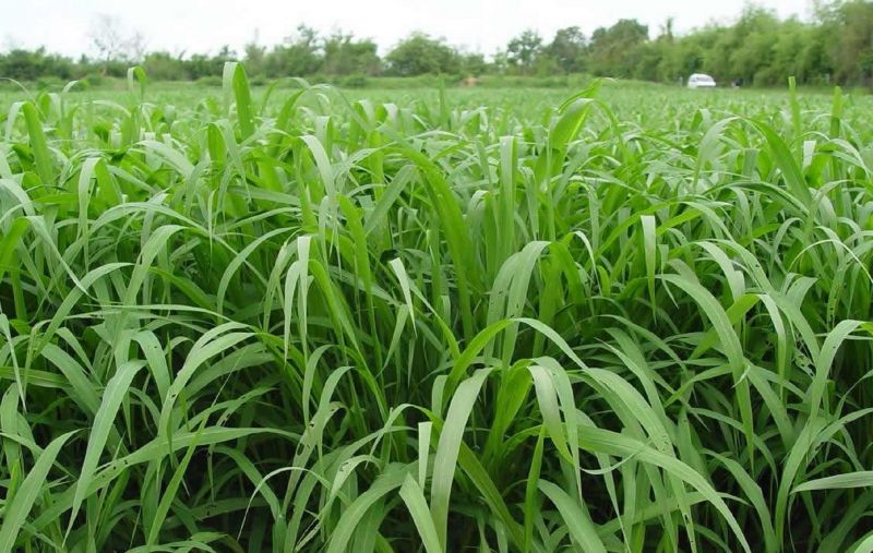 Cỏ Paspalum