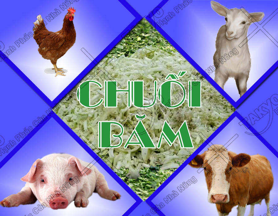 Chế phẩm sau khi sử dụng máy băm chuối Takyo