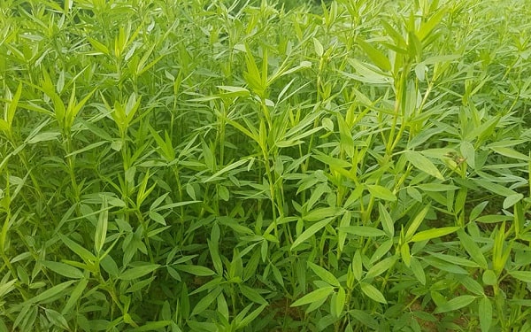 Cỏ Stylo