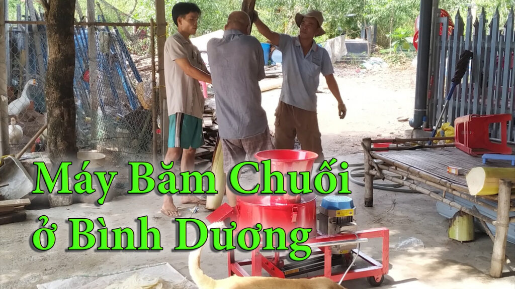 Máy băm chuối đa năng cho gà vịt dê bò ở Bình Dương
