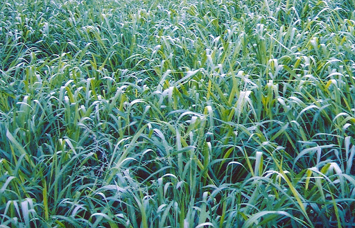 Cỏ Ghi-nê