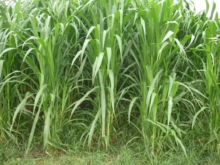 Cỏ Voi